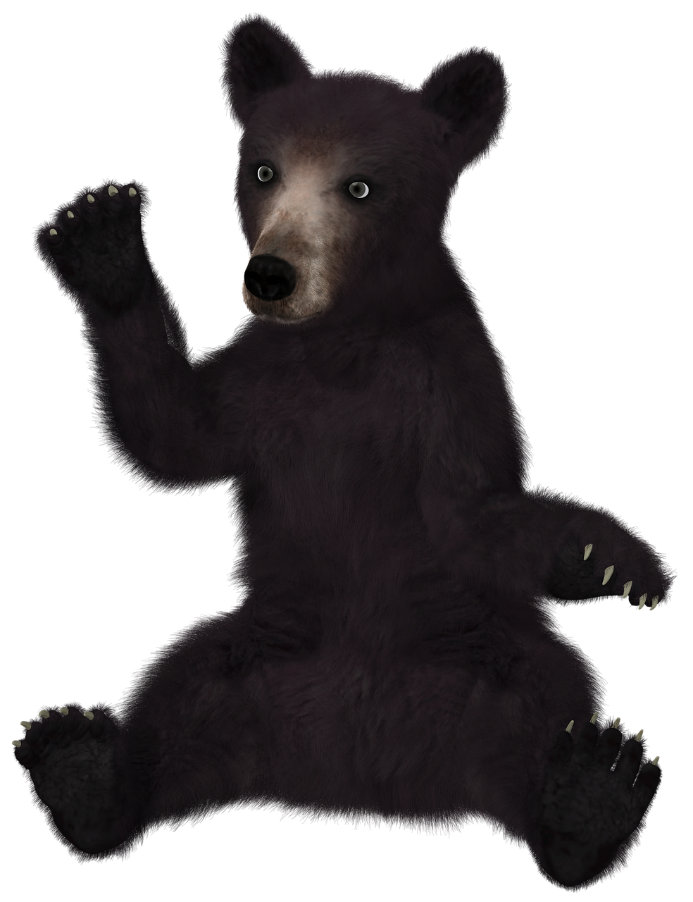 bear